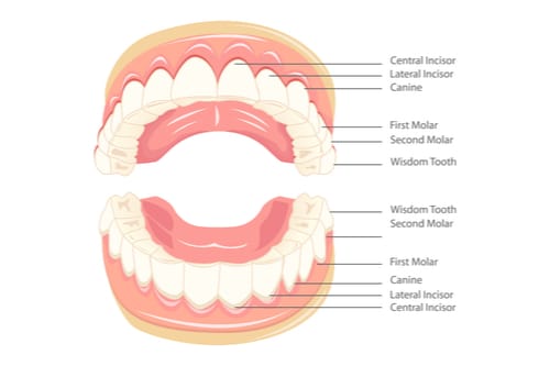 Upper and Lower Teeth